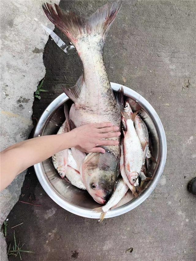 夏季手竿钓鲢鳙攻略，个头大遛鱼刺激 第3张
