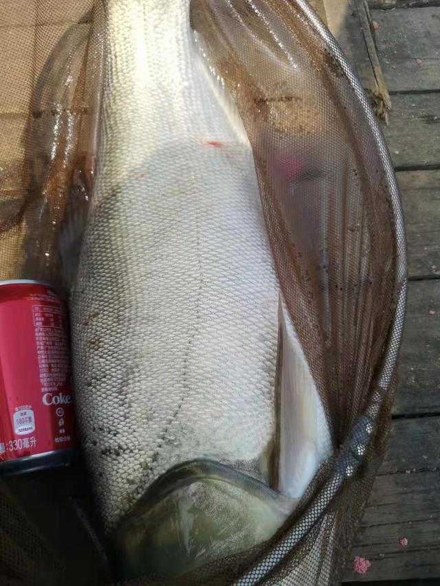 夏季手竿钓鲢鳙攻略，个头大遛鱼刺激 第9张