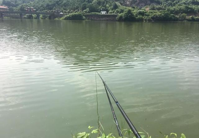 学钓鲢鳙从这篇文章开始 第7张
