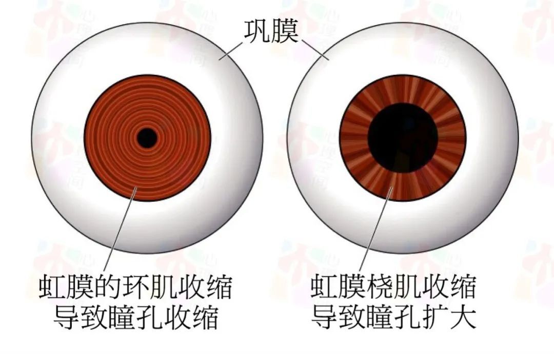 瞳孔大小是智力的标志 第3张