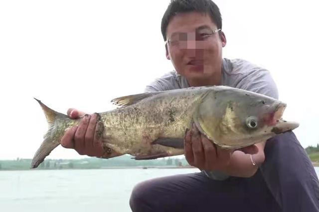 这鲢鳙钓法果真百试不爽，一周用六次都不过瘾 第7张