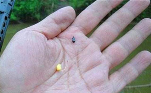 过了白露，鲫鱼应该这样钓 第9张