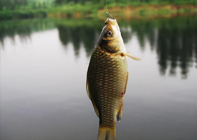 夏季鲫鱼为什么很难钓？是因为你不了这几点 第5张