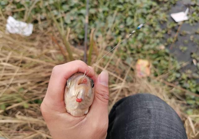 钓鲫鱼重在诱，窝料打太多实属浪费 第7张