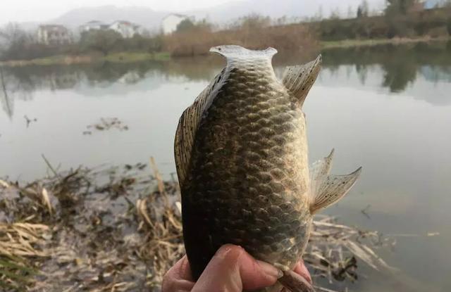 长竿短线钓鲫鱼，这3个重点要抓住 第1张