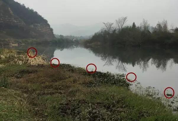 长竿短线钓鲫鱼，这3个重点要抓住 第3张