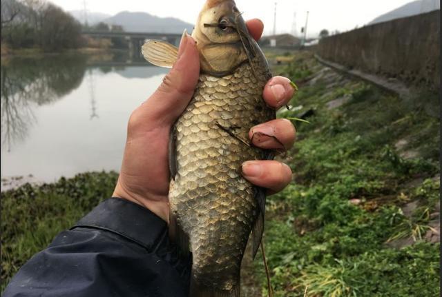 长竿短线钓鲫鱼，这3个重点要抓住 第7张