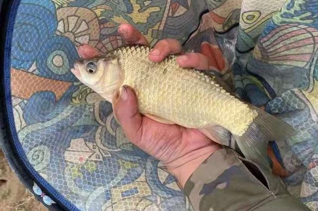 小鲫鱼泛滥，饵料下水就被抢？赶紧换用这几招 第1张