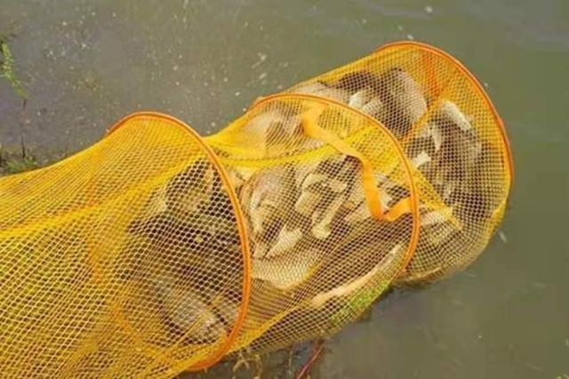 小鲫鱼泛滥，饵料下水就被抢？赶紧换用这几招 第7张