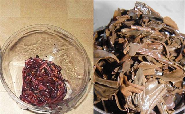 野钓秘方：秋天用蚯蚓钓鲫鱼，最好增加2个步骤 第1张