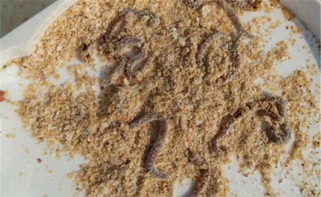 野钓秘方：秋天用蚯蚓钓鲫鱼，最好增加2个步骤 第5张