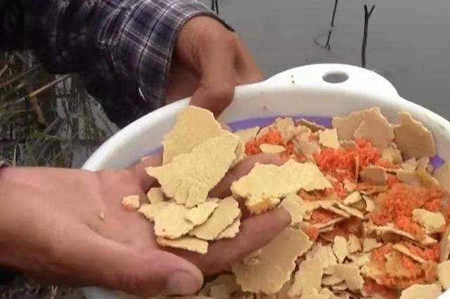 夏钓大鲤鱼，唯独这4种打窝方式才最可靠 第1张