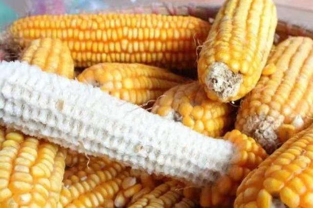 夏钓大鲤鱼，唯独这4种打窝方式才最可靠 第3张