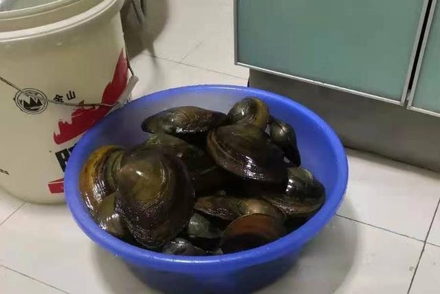 这些饵才是专攻鲤鱼草鱼的好家伙 第1张