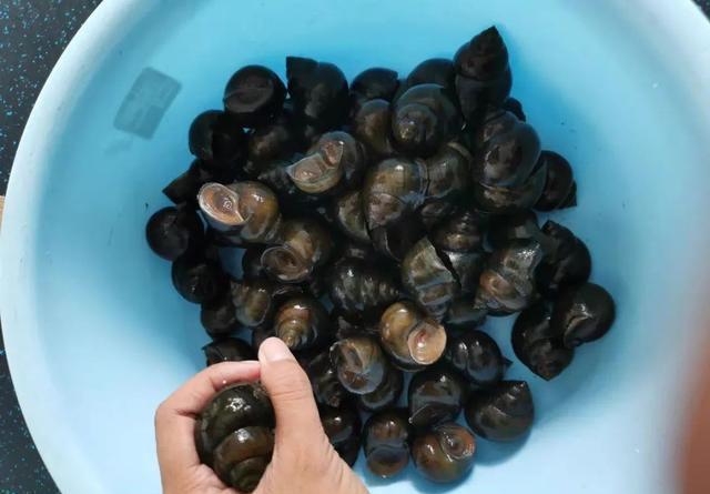 钓野生大鲤鱼的秘密饵料，偷偷告诉你 第3张