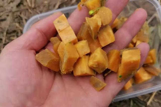 花不了十块钱的钓饵，还专攻大鲤鱼 第1张