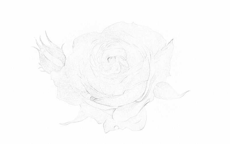 彩铅画月季花详细步骤 第3张