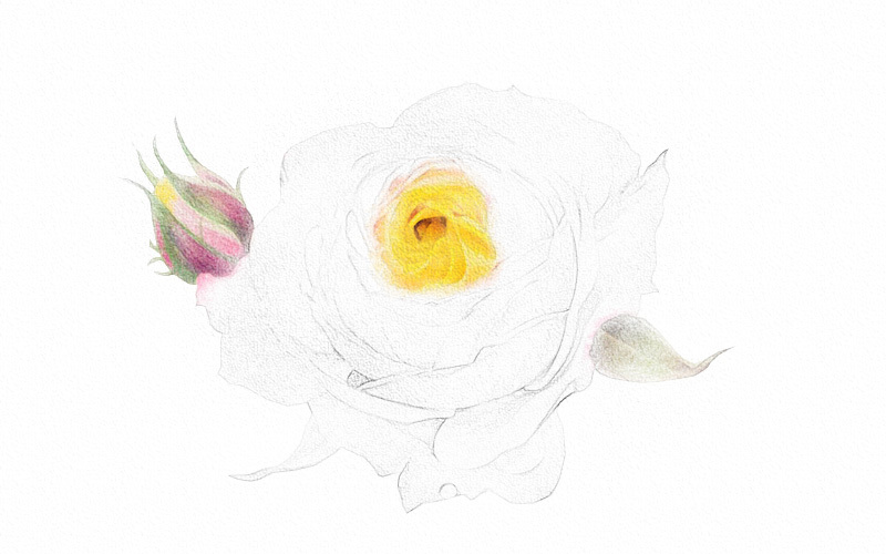 彩铅画月季花详细步骤 第5张