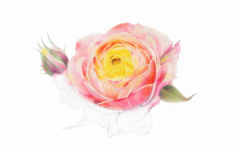 彩铅画月季花详细步骤 第9张