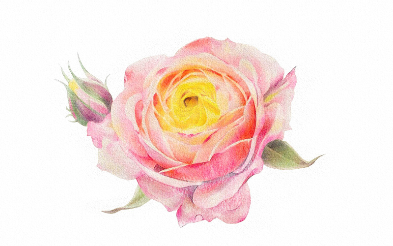 彩铅画月季花详细步骤 第11张