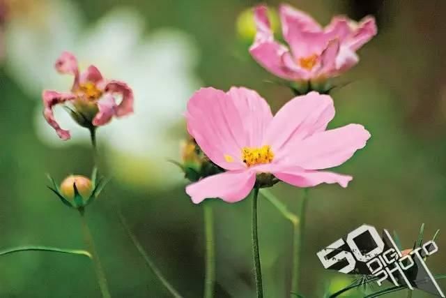 摄影新手对焦教程_10 第19张