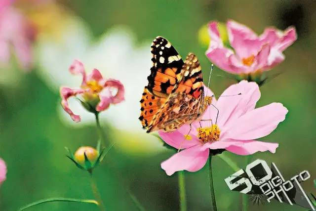 摄影新手对焦教程_11 第21张