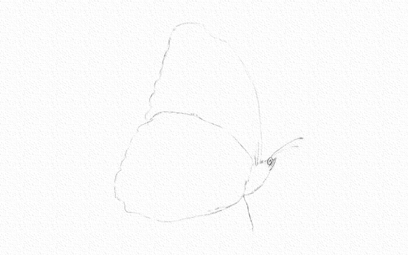 蝴蝶彩铅画简单又漂亮 第3张