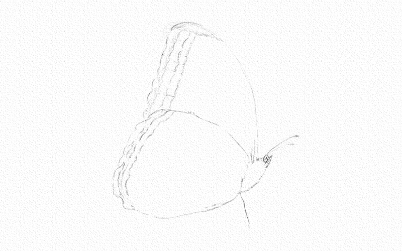 蝴蝶彩铅画简单又漂亮 第5张