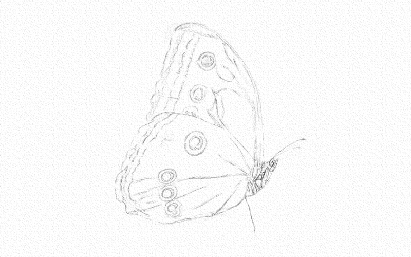 蝴蝶彩铅画简单又漂亮 第7张