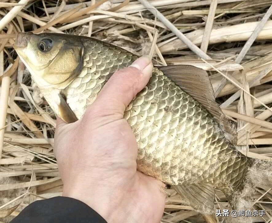 早春钓鱼，钓鱼人不愿透露的技巧，却隐藏着鱼获翻倍的绝招 第1张