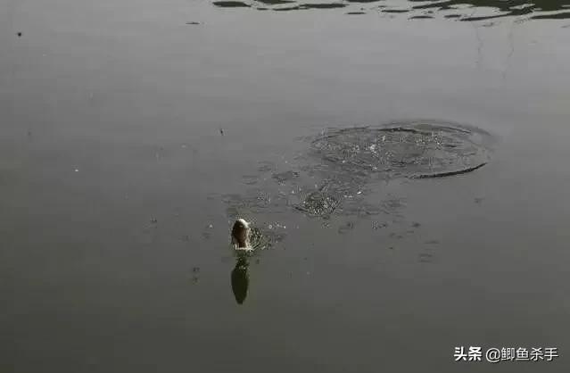早春钓鱼，钓鱼人不愿透露的技巧，却隐藏着鱼获翻倍的绝招 第5张