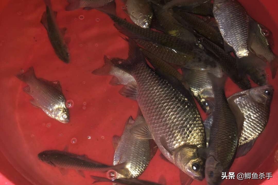 早春钓鱼，钓鱼人不愿透露的技巧，却隐藏着鱼获翻倍的绝招 第13张