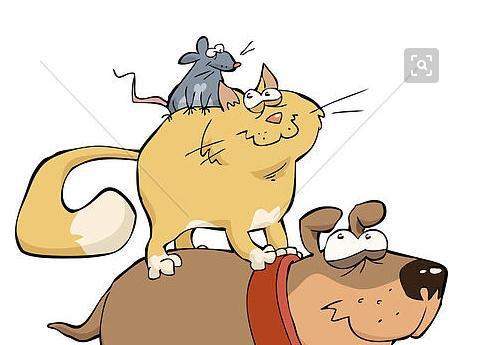 狗猫鼠的主要内容简单概括（狗猫鼠故事情节概括及主旨） 第1张