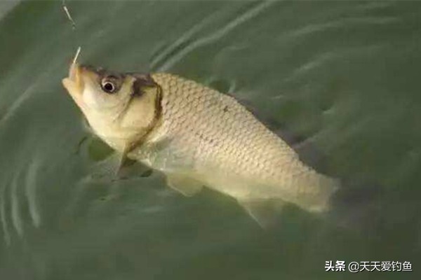 野钓需要学会的4个重要技巧 第1张