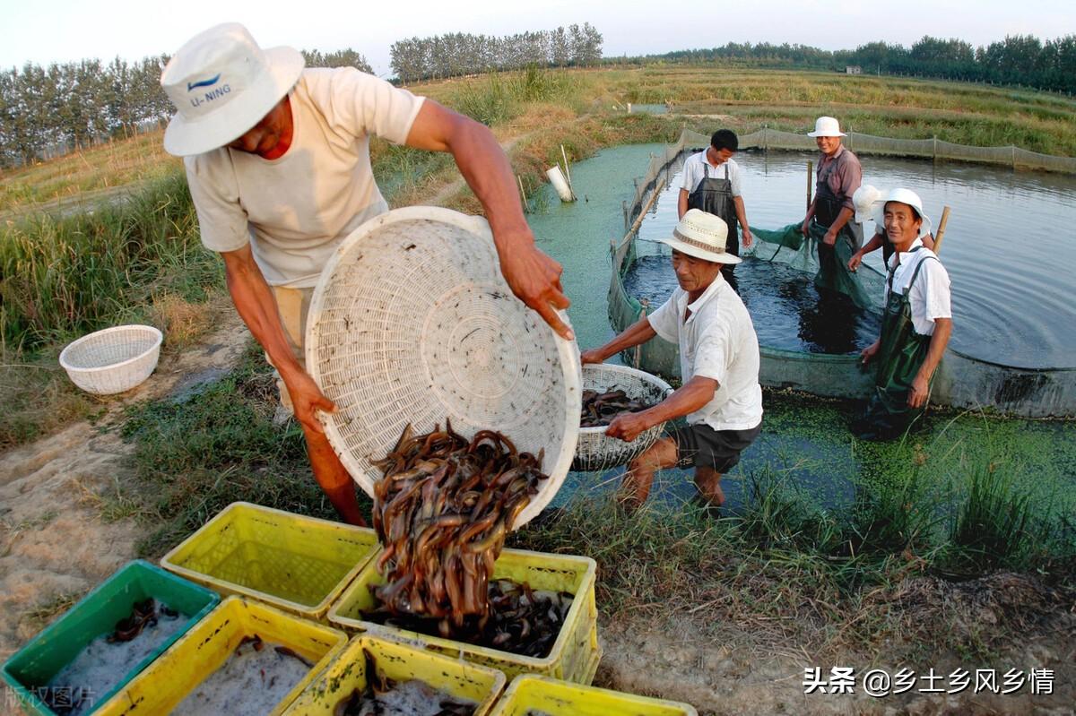 泥鳅养殖技术 第1张