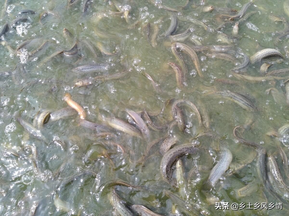 泥鳅养殖技术 第3张