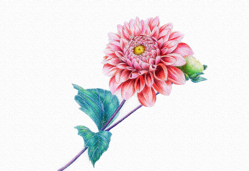 菊花彩铅绘画步骤过程 第1张
