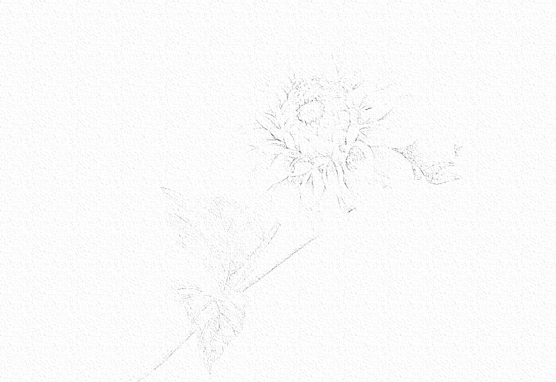菊花彩铅绘画步骤过程 第3张