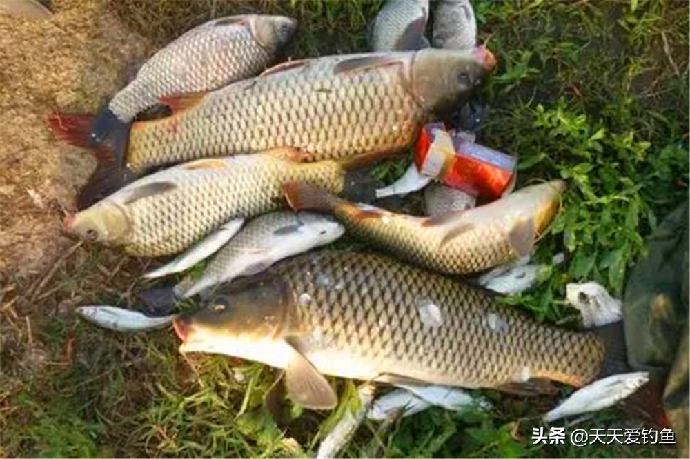 钓鱼技巧：四季钓鱼时间表，凡是鱼好钓的阶段，一定满足这些特点 第1张