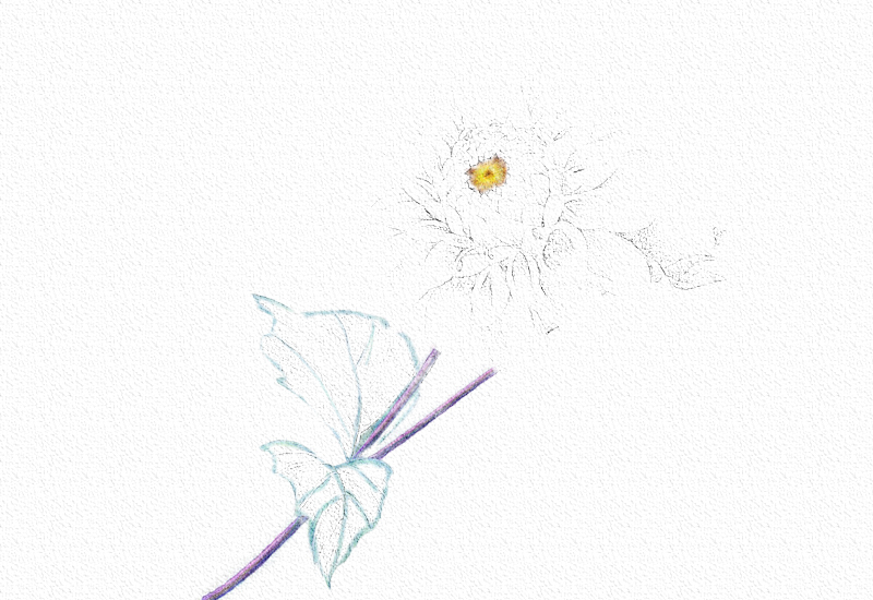 菊花彩铅绘画步骤过程 第5张