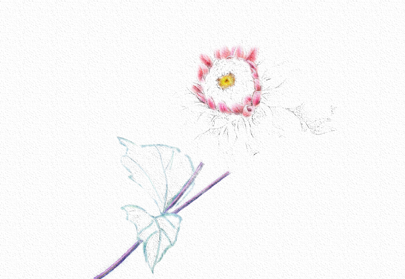 菊花彩铅绘画步骤过程 第7张