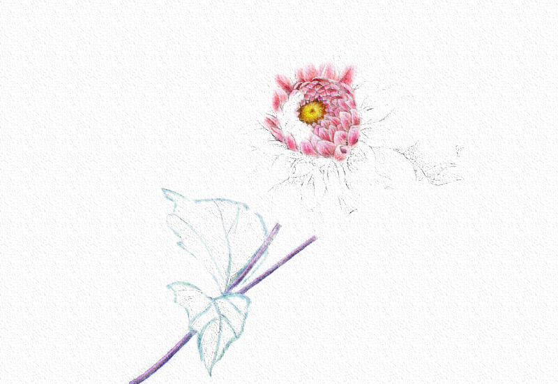 菊花彩铅绘画步骤过程 第9张
