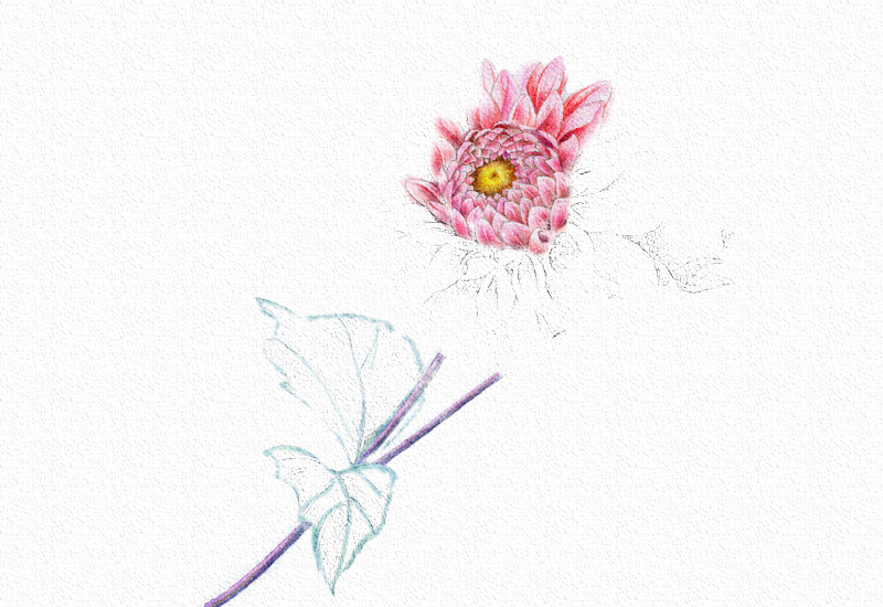 菊花彩铅绘画步骤过程 第11张
