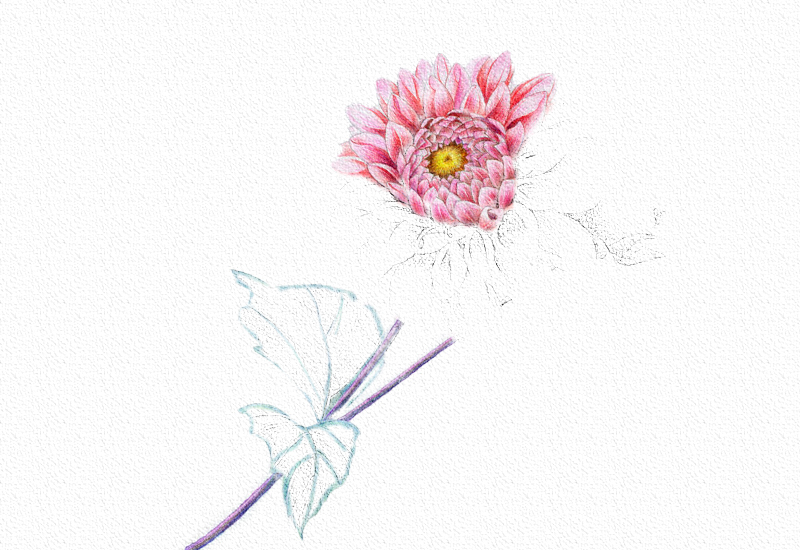 菊花彩铅绘画步骤过程 第13张