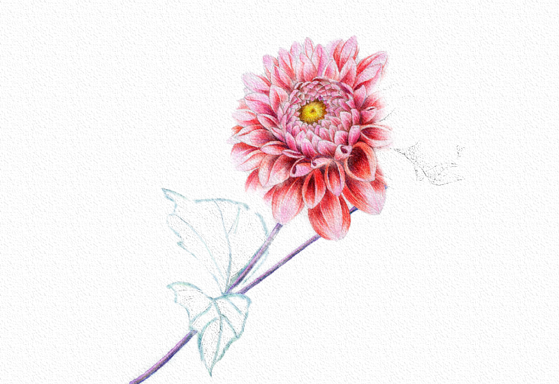 菊花彩铅绘画步骤过程 第15张