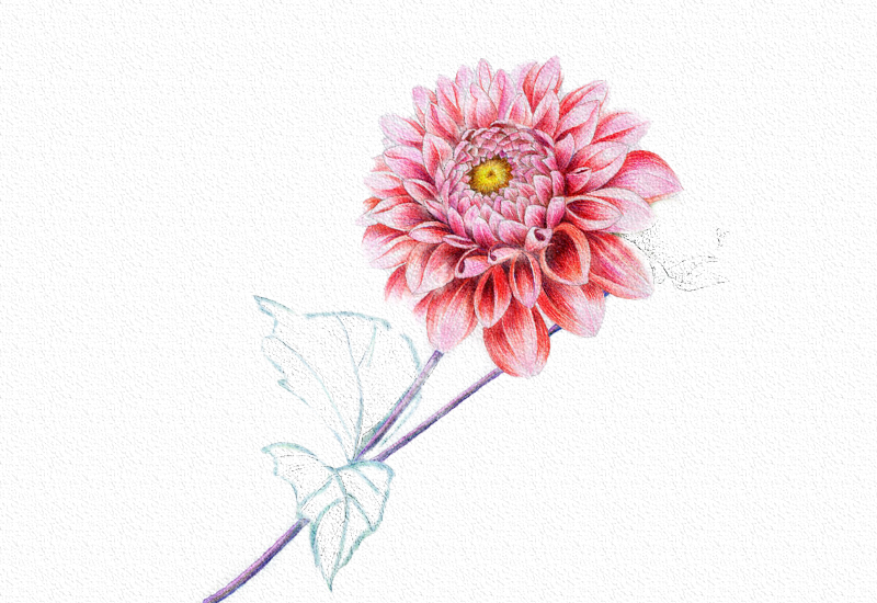 菊花彩铅绘画步骤过程 第17张