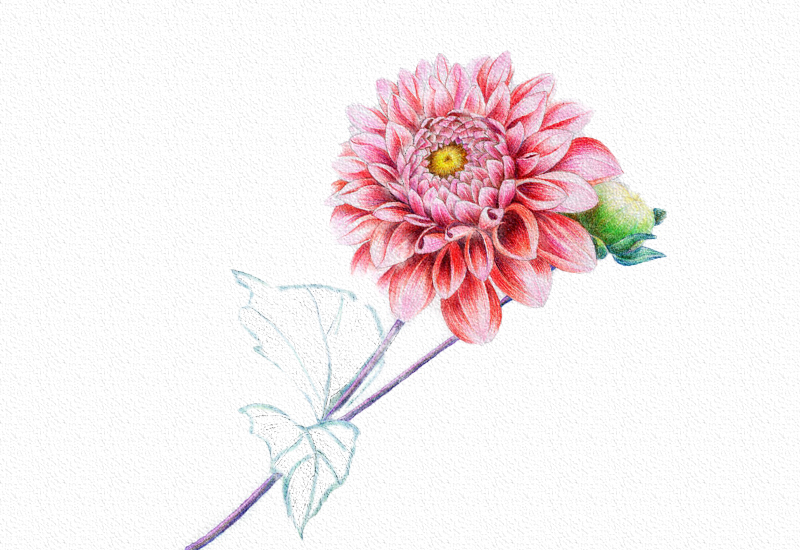 菊花彩铅绘画步骤过程 第19张