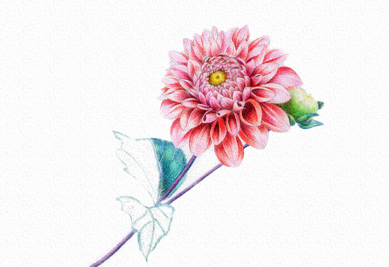 菊花彩铅绘画步骤过程 第21张