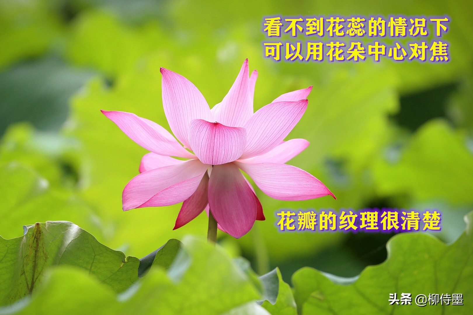 照片怎么能“显灵”？3个摄影技巧简单易学，拍照效果真好 第5张