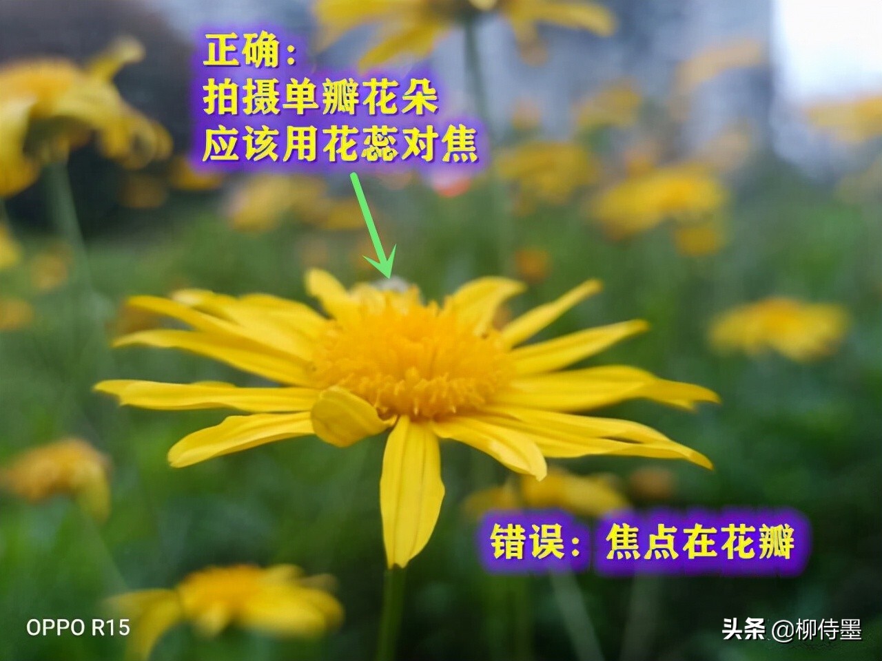 照片怎么能“显灵”？3个摄影技巧简单易学，拍照效果真好 第9张